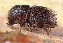 Описание: http://im6-tub-ru.yandex.net/i?id=103187328-66-72&n=21