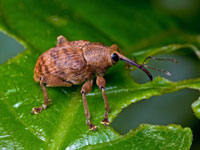 Долгоносик