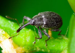 Долгоносик-цветоед