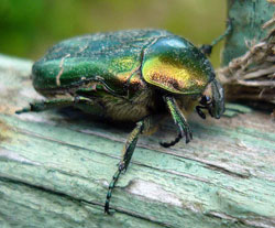 Июньский жук