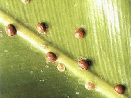 Вредители стволов деревьев