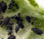 Листовая тля