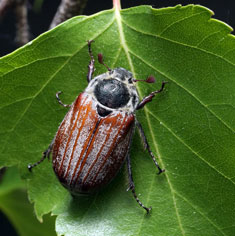 Майский жук