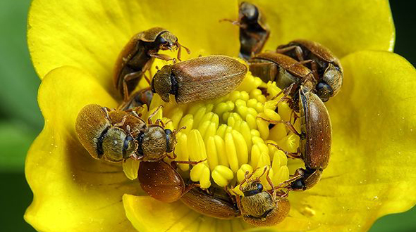 Малинный жук