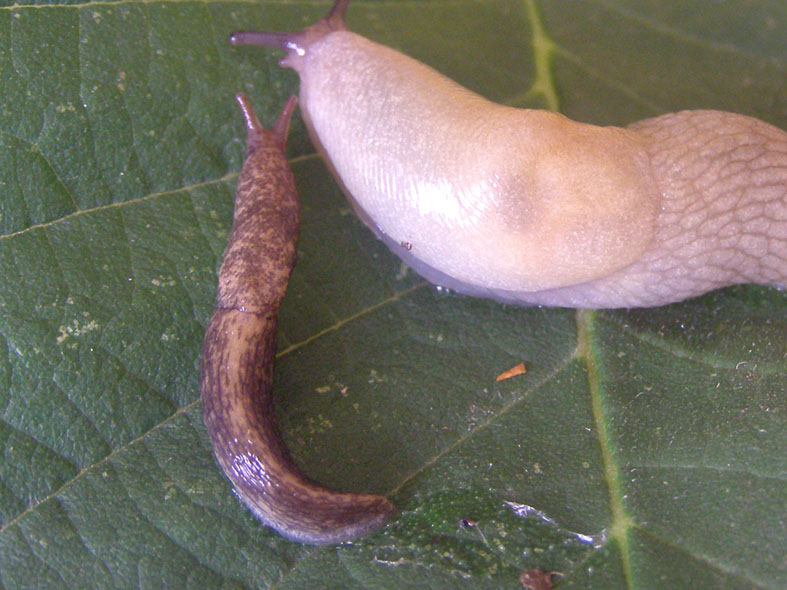 Слизень сетчатый