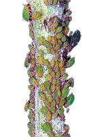 Побеговая тля