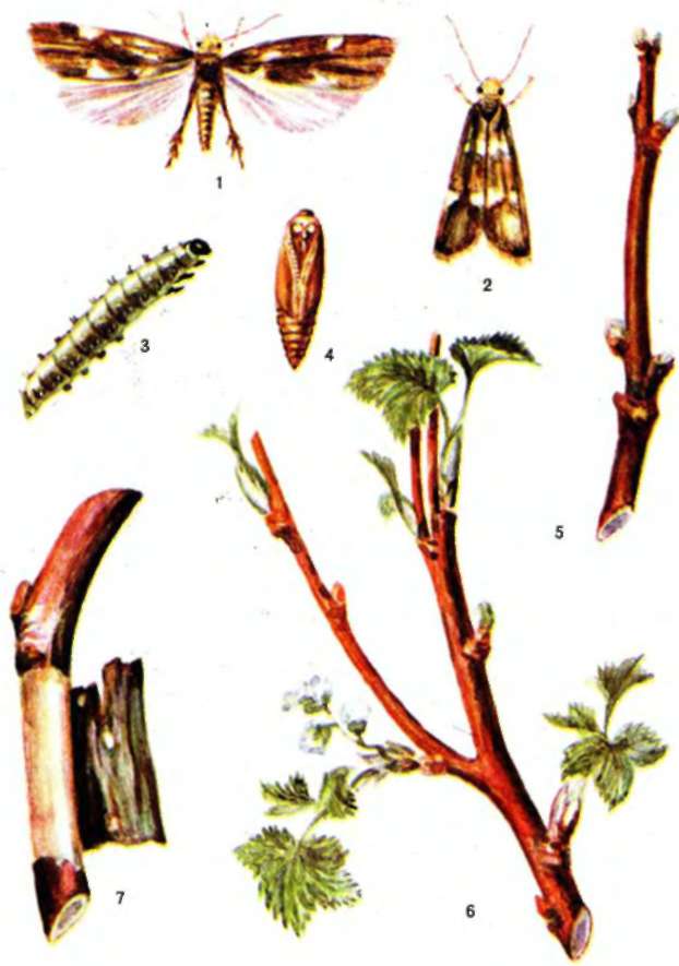 Почковая моль