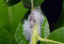 Слюнявка-пенница