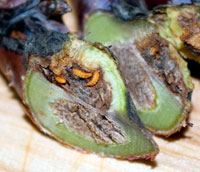 Стеблевая галлица