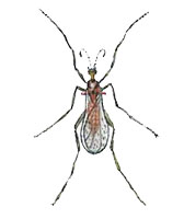 Стеблевая галлица