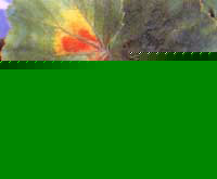 Стеблевая нематода