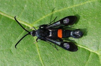 Вредители стволов деревьев