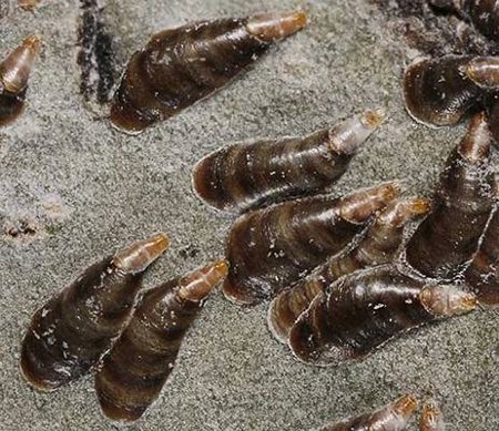 Вредители стволов деревьев