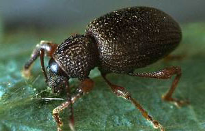 Земляничный клещ