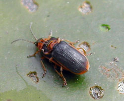 Земляничный листоед