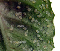 Земляничная нематода